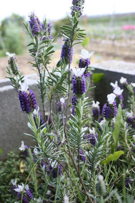 lavender_french_wataboshi.jpg