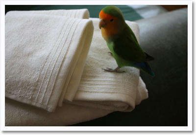 mb_towels.jpg