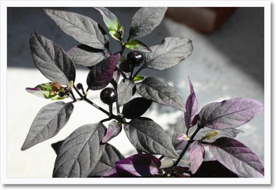 purplechilli.jpg