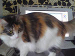 SN370033_0001.JPG
