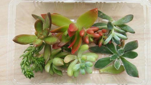 多肉植物を買って来た ひるねこや