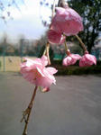 100403_120705.JPG