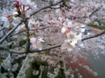 100403_124740.JPG
