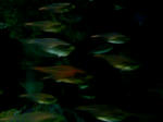 100425_125515.JPG