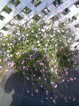 100505_114748.JPG
