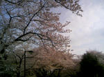 110410_160250.JPG