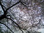110410_160951.JPG