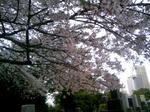 110410_161048.JPG