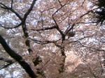 110410_162344.JPG