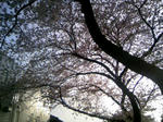 110410_162906.JPG