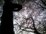 110410_163231.JPG
