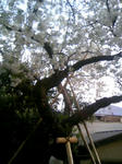 110410_165706.JPG