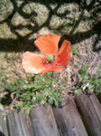 110508_pop.JPG