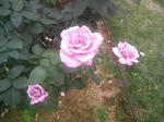 110605_124050.JPG