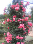 110605_124443.JPG