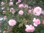 110605_124721.JPG
