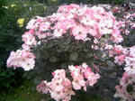 110605_130700.JPG