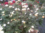 110605_132951.JPG