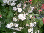 110605_134854.JPG