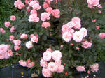 110605_140510.JPG