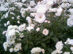 110605_140622.JPG