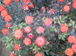 110605_141632.JPG