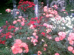 110605_143145.JPG