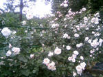 110605_153039.JPG