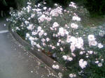 110605_153444.JPG