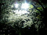 夜桜01