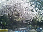桜_01