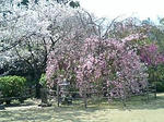 桜_02