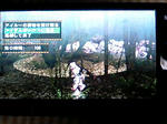 「桜火竜」を捕獲