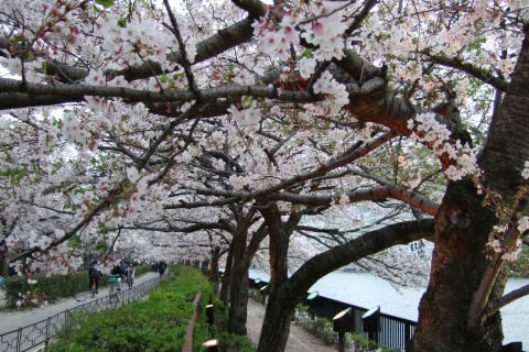 南天満公園の桜並木道