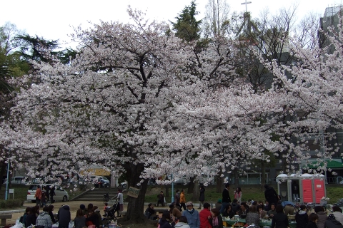 南天満公園の桜