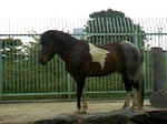 poni.jpg