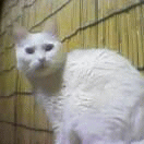 mon003.gif