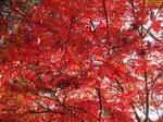 DSCF2732.jpg