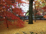 DSCF2748.jpg