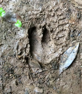 イノシシとシカの足跡の鑑別 長湯温泉に暮らし 久住山に遊ぶ