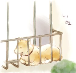 いぬ
