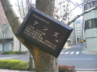 SN390378.JPG