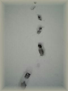 雪　足跡