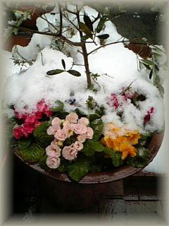 雪　花