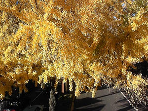 紅葉.jpg