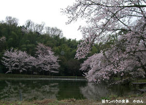 湖畔