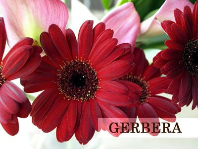 GERBERA.jpg