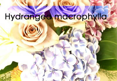 flowerjune2.jpg