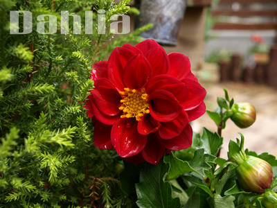dahilia.jpg