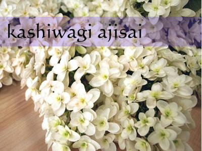 kashiwagiajisai1.jpg